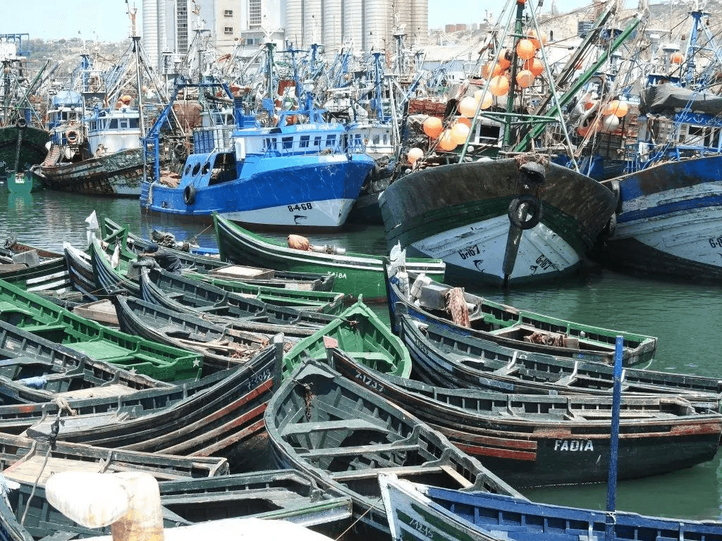 مفرغات سردين العيون تقفز 85%