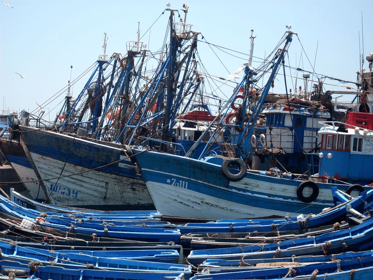 مفرغات الصيد بالصويرة تقفز بـ63%